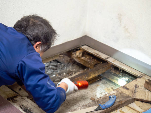 Best Emergency Mold Remediation in Joshua, TX