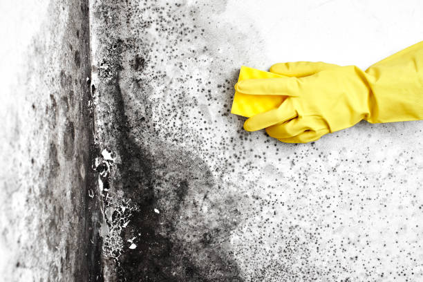 Best Insurance-Related Mold Remediation in Joshua, TX