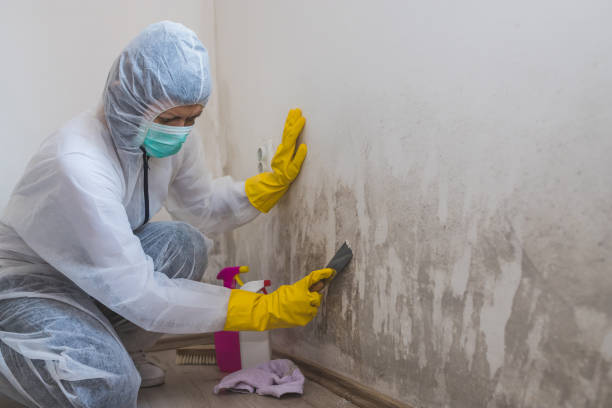 Best Bathroom Mold Remediation in Joshua, TX