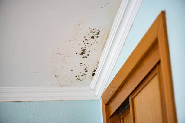 Best Basement Mold Remediation in Joshua, TX