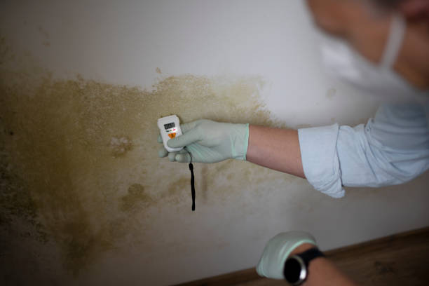 Professional Mold Remediation in Joshua, TX