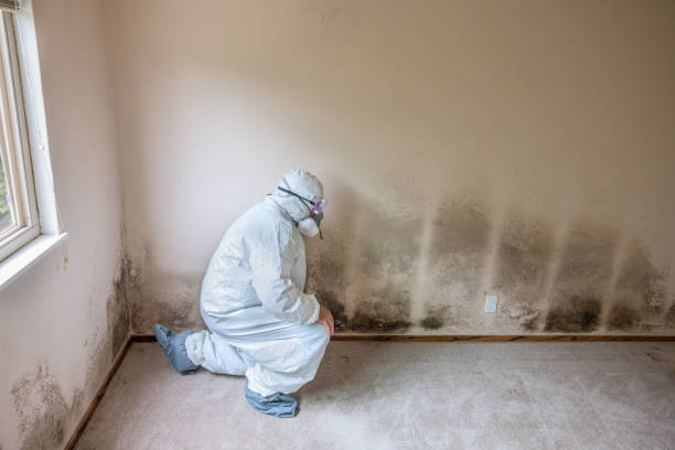 Best Industrial Mold Remediation in Joshua, TX