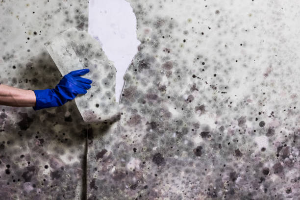 Best Black Mold Remediation in Joshua, TX