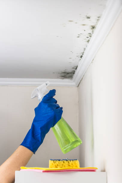 Best Industrial Mold Remediation in Joshua, TX
